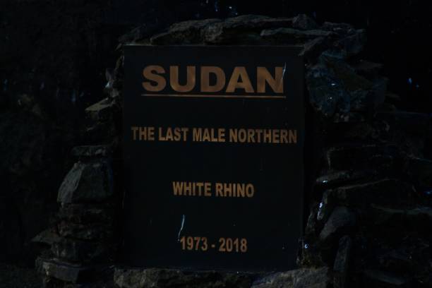 Sudan The Last Northern White Rhino Who Died On The 19th Mar 2018